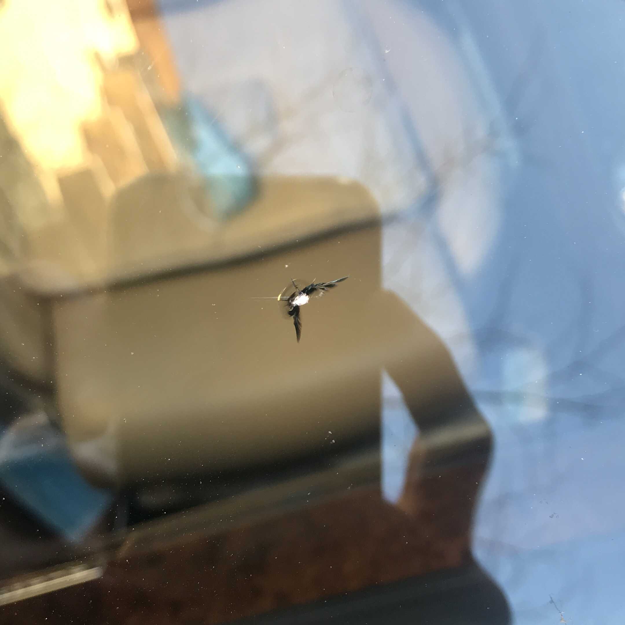 reparatii parbrize ciobituri